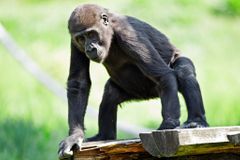 Gorilí samec Tatu, bratr Moji, se oběsil v pražské zoo