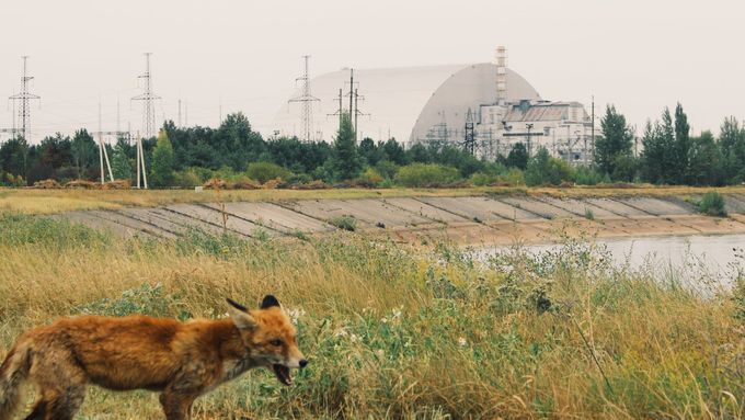 Na vnitřních stěnách jedné z nejradioaktivnějších budov světa objevili vědci temně černou houbu Cladosporium sphaerospermum.