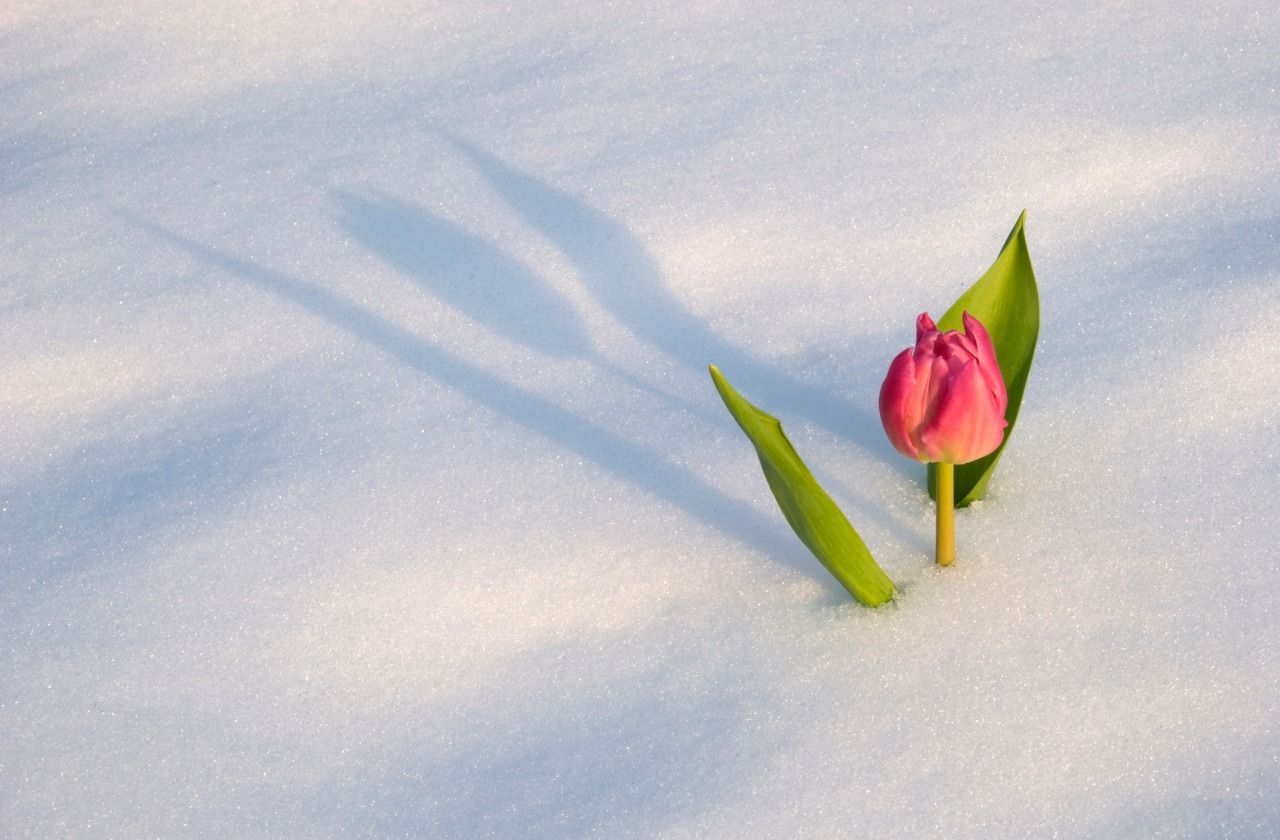 Květnové zajímavosti, tulipán ve sněhu, žena.cz