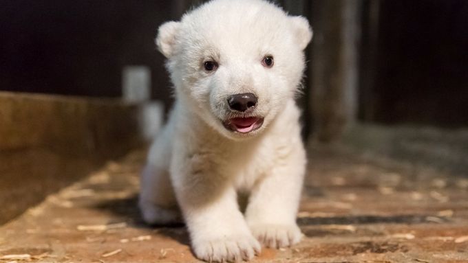 Jméno ledního medvídka vyvolalo v Berlíně staré vášně