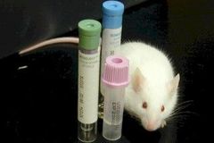Japonští vědci vytvořili téměr průhlednou myš