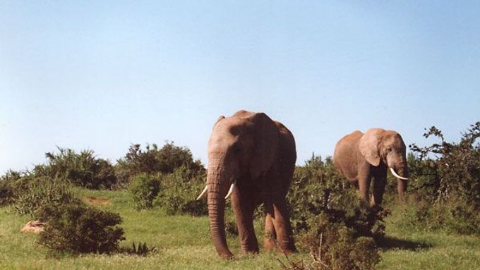 Poblíž Kilimandžára loni pytláci zabili 98 slonů. To je o 60 procent víc než o rok dříve. (Na snímku sloni v africké rezervaci.)