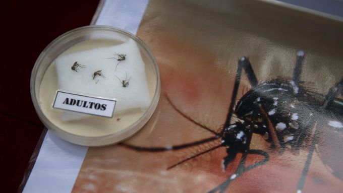 Virus zika přenáší komár druhu Aedes aegypti.