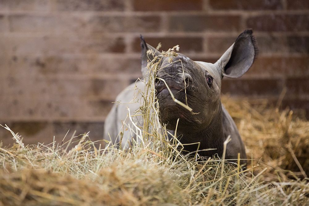 Nové mládě nosoroužce dvourohého v Zoo Dvůr Králové