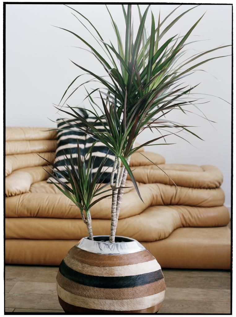 Dracaena marginata Magenta - oheň a plameny