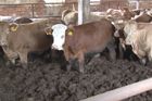 Video: Krávy se brodily ve vlastních výkalech, kontroloři dorazili až po dvou týdnech