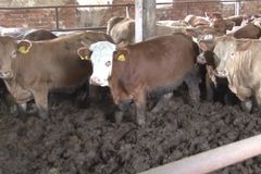 Video: Krávy se brodily ve vlastních výkalech, kontroloři dorazili až po dvou týdnech