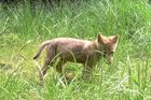 Vlci se vracejí do Česka. Unikátní záběry zachycují, jak si mláďata hrají na Broumovsku