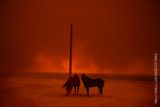 2. místo v kategorii Životní prostředí, single: Wally Skalij (USA), pro Los Angeles Times - Evakuace. Koně, které se podařilo zachránit před lesním požárem v Kalifornii.