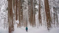 japonsko lyžování hakuba