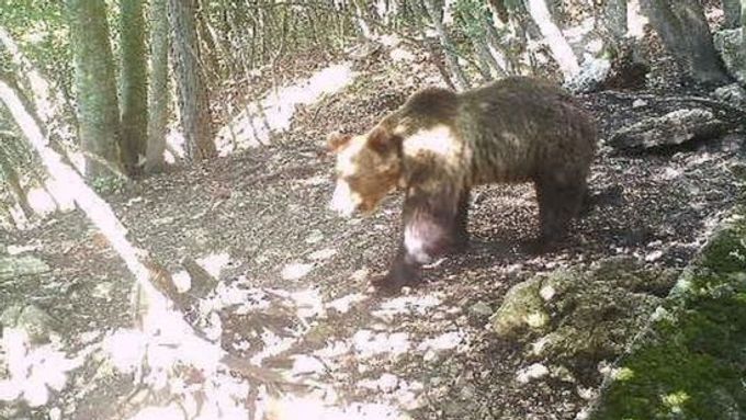 "Medvědi přece neumí létat," říkají strážci rezervace k útěku medvěda. Fotokamera ho zachytila v lesích u města Trento.