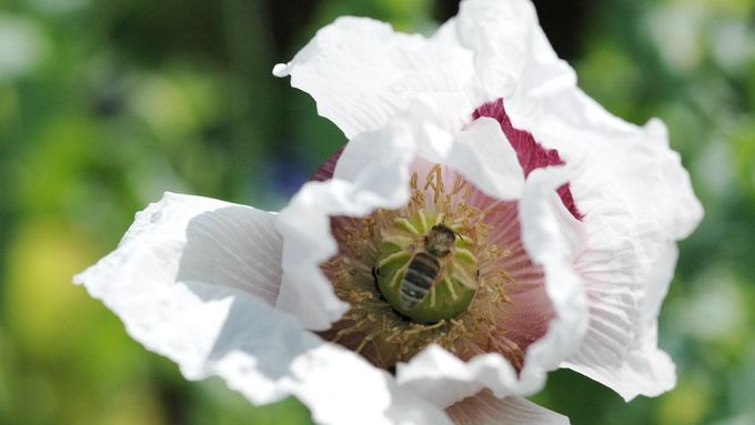 Včely mají kvůli znečištění potíže s nalezením potravy