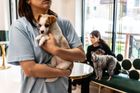 Jako politický krok vnímá zákon i majitelka psí kavárny Hwang Geumbit. "Myslím si, že to vláda udělala kvůli získání hlasů při volbách, než že by skutečně chtěla pomoct zvířatům,” líčí.