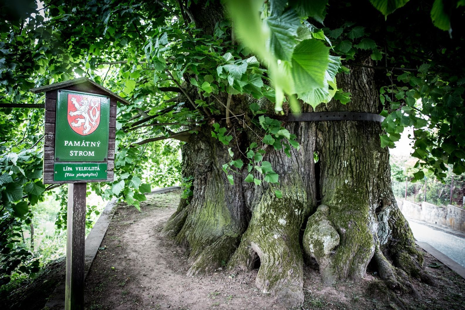 Strom roku 2015 - Tatobitská tisíciletá lípa