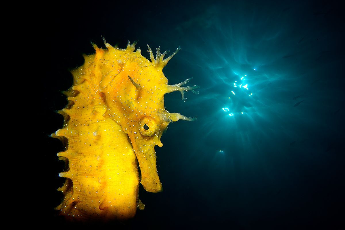 Underwater Photographer of the Year 2017: Vítězové soutěže
