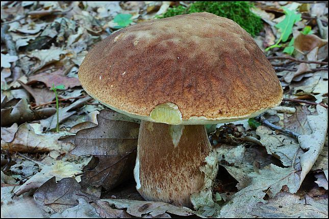 houby hřib dubový