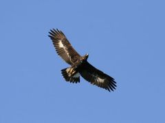 Dospělí orli mají rozpětí křídel kolem dvou metrů. Někteří lidé se proto bojí, že v Beskydech napáchají škody.