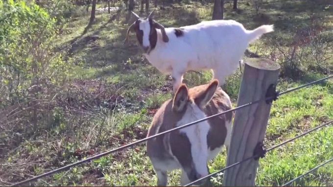Koza vyskakuje na hřbet osla, aby se dostala k potravě.