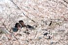 Japonci se ztrácí v záplavě květů. Tradiční svátek Hanami slaví místní jídlem i rýžovým vínem