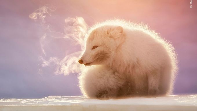 Mrazivý dech polární lišky a další úžasné fotky přírody. Která by podle vás vyhrála?