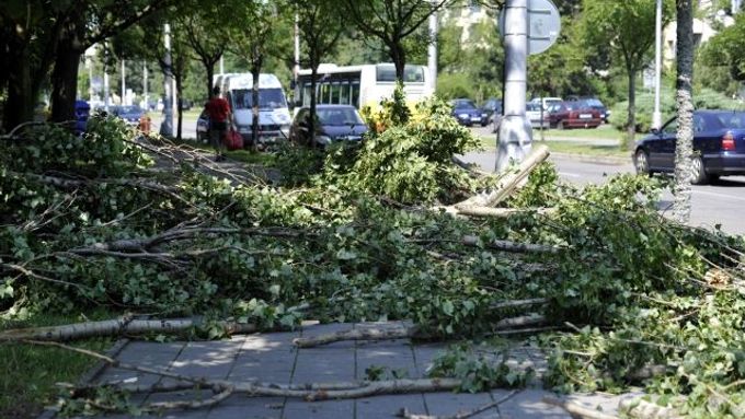 Zničené stromy u sídliště na Slezském předměstí Hradce Králové.