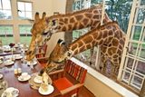 Žirafí hotel - Nedaleko keňského Nairobi se nachází hotelový komplex Giraffe Manor z 30. let 20. století. Kromě nádherné přírody láká turisty do hotelu také přibližně tucet žiraf. Není tak výjimkou potkat žirafí krk v hotelové restauraci či vlastním pokoji. Kromě žiraf se na pozemku volně pasou antilopy nebo prasata bradavičnatá.