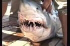 Velký žralok zabil muže u novozélandské pláže
