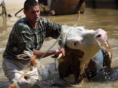 Muž zachraňuje krávu v srbské vesnici Stari Kostolac.