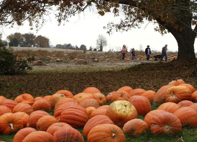 A family returns from the fields with their Halloween pumpkin choices at Mayne's Tree Farm in Buckeystown, Maryland October 27, 2012. Halloween is four days away. REUTERS/Gary Cameron (UNITED STATES - Tags: SOCIETY) Published: Říj. 27, 2012, 8:52 odp.