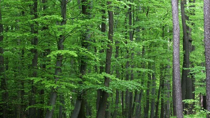 Lesy u Říčan patří státu (ilustrační foto)