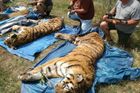 Berousek a spol. jsou obžalováni z nelegálního zabíjení tygrů, hrozí jim až pět let