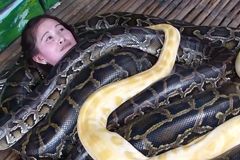 VIDEO Zoo láká návštěvníky na nebezpečnou hadí masáž
