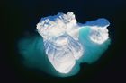 Fotografovi agentury Reuters Lucasi Jacksonovi se v červnu podařilo natočit moment, kdy se z grónského ledovce Helheim odlomil kus o velikosti dolního Manhattanu.