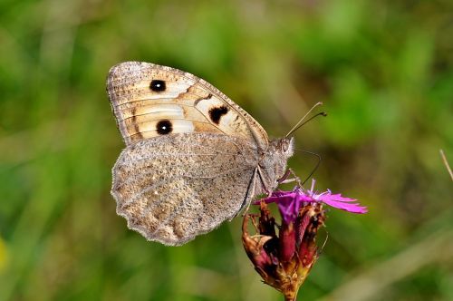 Foto: T. Bílek, lepidoptera.cz