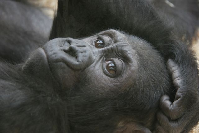 Gorila Moja se Kijivu narodila v prosinci 2004. Foto je z roku 2006, kdy jí byl rok a půl. | Foto: Zoo Praha