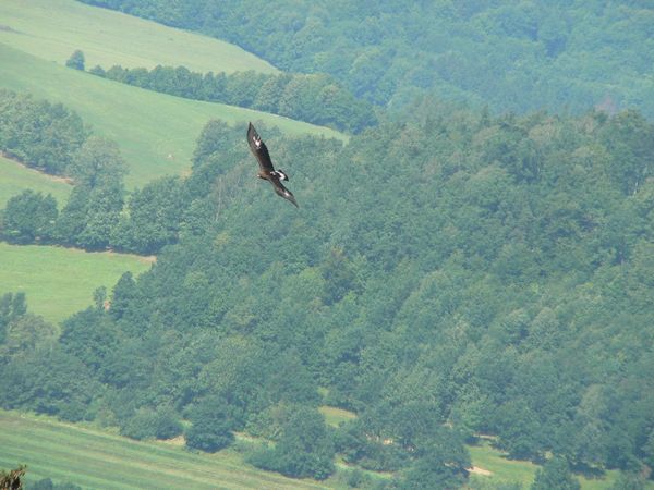 Trvalo to jen pár hodin a všech pět orlů kroužilo nad beskydskou krajinou. | Foto: CSOPNJ