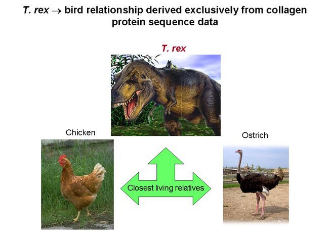 Tyrannosaurus rex má nejbližší žijící příbuzné: drůbež a pštrosy. | Foto: Science