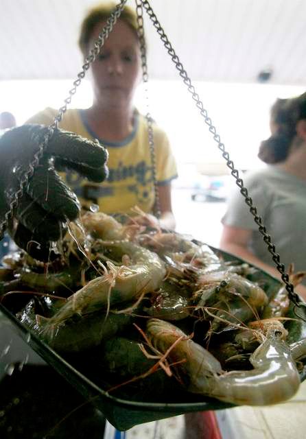 Louisiana uzavřela některé oblasti rybolovu a také sádky na ústřice. Pro krevety (na snímku) je voda taktéž nebezpečná. | Foto: Reuters