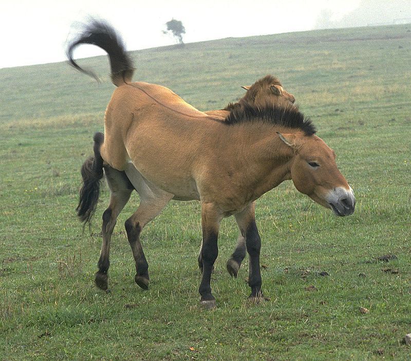 Дикая лошадь степей. Степная лошадь Тарпан. Дикая лошадь Тарпан. Тарпан европейская Дикая лошадь. Лесной Тарпан.