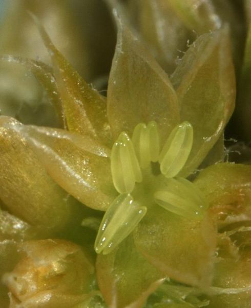 Mladý samčí květ laskavce ocasatého (Amaranthus caudatus) s pěti tyčinkami. | Foto: Jan Kolář a Zuzana Vondráková, Ústav experimentální botaniky