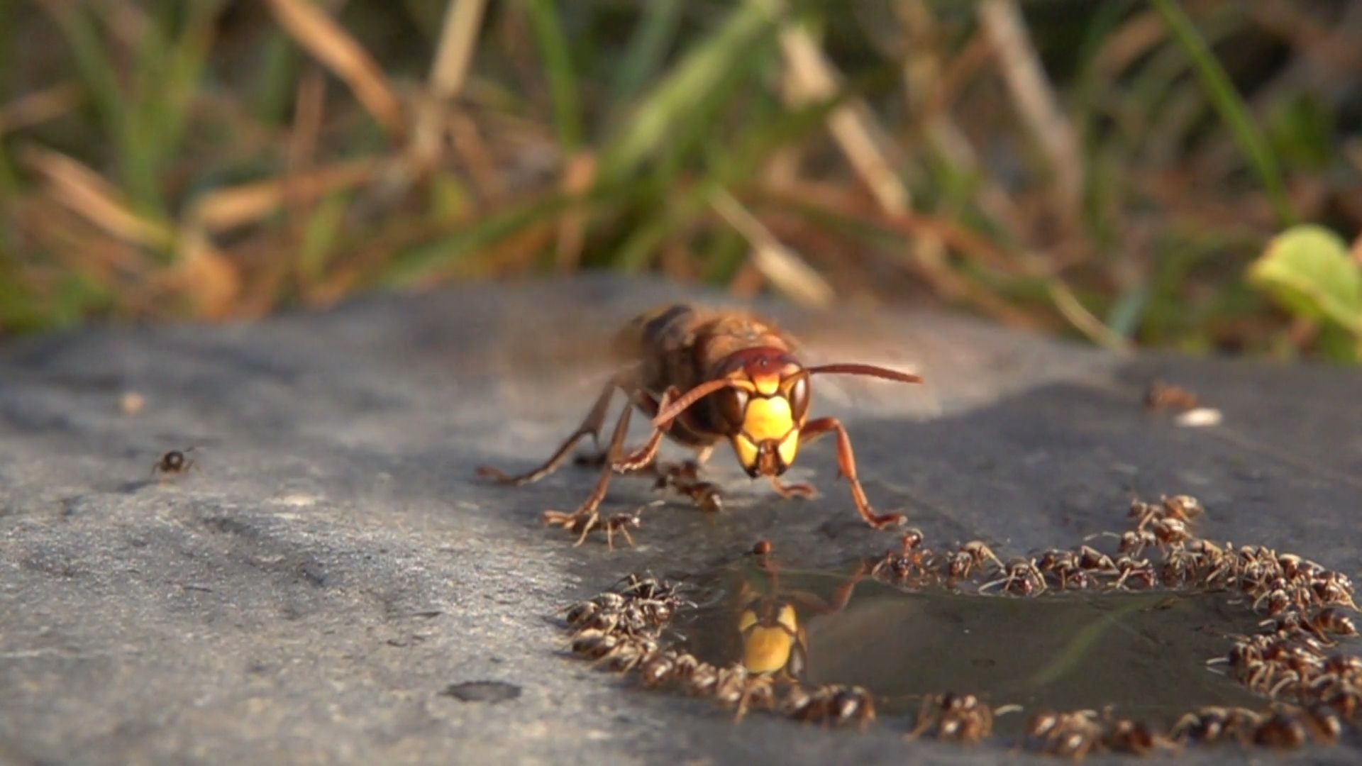 Der Kampf der Hornissen mit den Ameisen.  Der Filmemacher hat einzigartige Aufnahmen mit seinen ungewöhnlichen Haustieren gemacht.