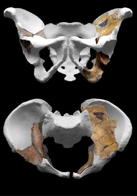 Pánev mladého samce (kombinace fosilie & modelování). | Foto: Peter Schmid, Wits University, Johannesburg