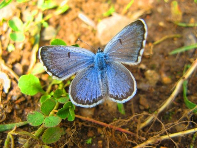 Modrásek černočárný | Foto: Václav Horký, www.lepidoptera.cz