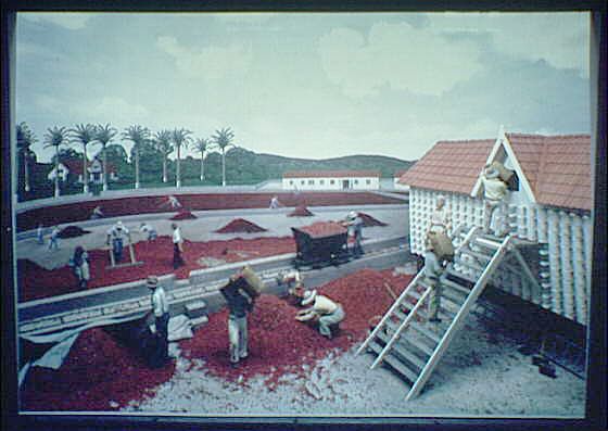 Dioráma zachycující sušení kakaových bobů. | Foto: Library of Congress