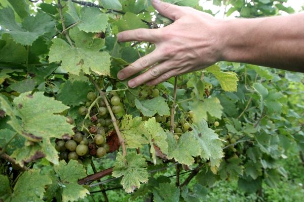 Toto je oidium neboli padlí révové - jedna ze dvou hlavních plísní trápící vinaře. Ta druhá je peronospora. A aby toho nebylo málo, na podzim hrozí vínu hniloba. Proti nim brání vinaři úrodu postřikem. "Chlapi říkali, že tento rok stříkali vinohrad jak nikdy v životě. Normálně to stačí tak jednou za dva týdny. Teď někteří stříkali každý pátý den," tvrdí jeden z místních vinařů. | Foto: Karel Toman