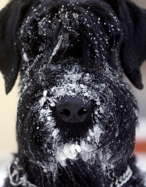 Domácí mazlíček v Budapešti. | Foto: Reuters