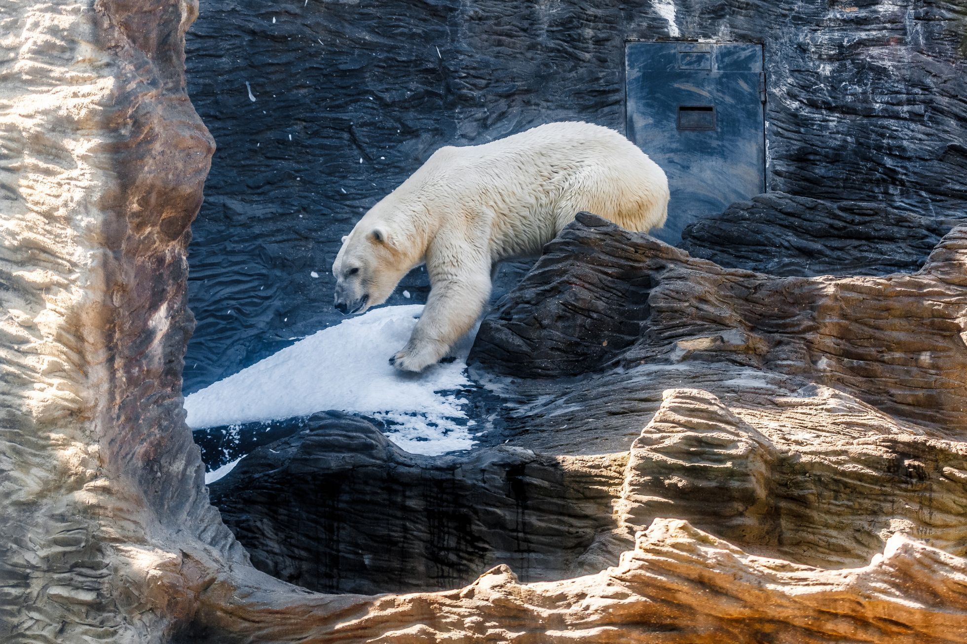 Зоопарк зимой стоит ли идти. Белый медведь в Московском зоопарке. Московский зоопарк белые медведи вольер. Пражский зоопарк белый медведь. Московский зоопарк павильон белых медведей.