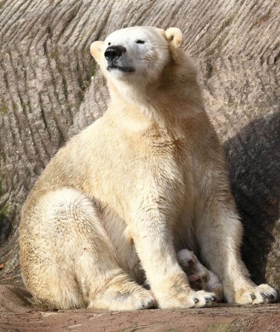 Lední medvědice Vera se svým mládětem; ZOO v Norimberku, Německo | Foto: Reuters