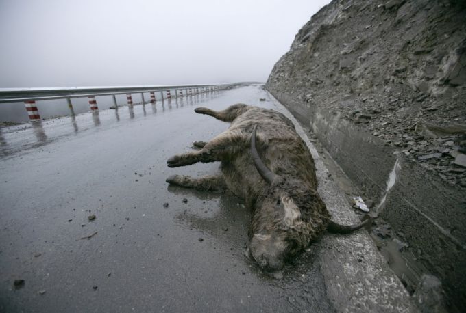 Obětí zemětřesení v čínské provincii S'-čchuan je i tento jak | Foto: Reuters