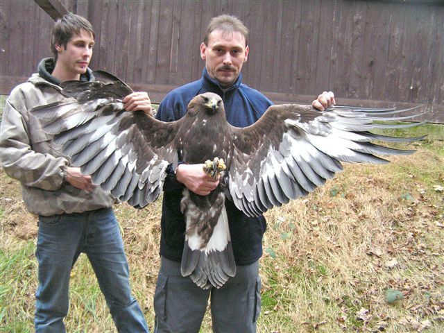 Jednoho ze čtveřice vypuštěných orlů postřelil v listopadu 2006 neznámí lovec. | Foto: ČSOP Nový Jičín